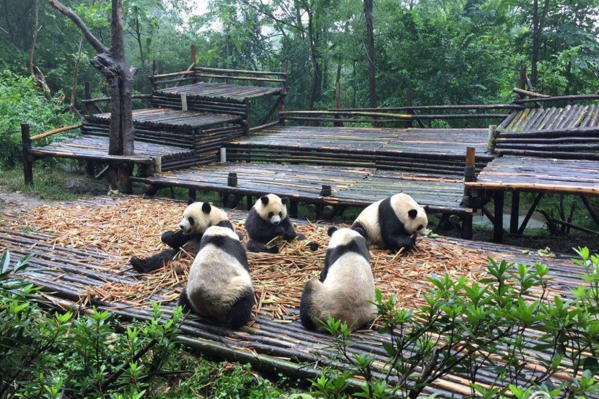 Giant Panda Habitat